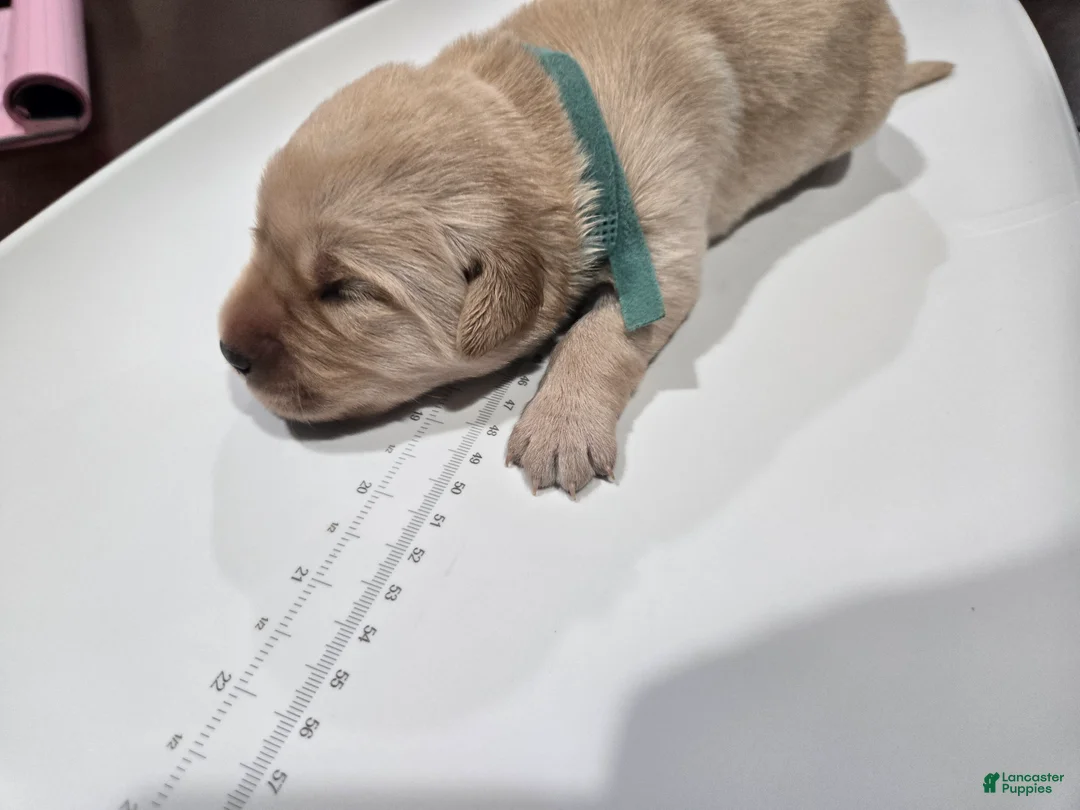 Goldador dogs for sale: Light Blue male - Ad 1