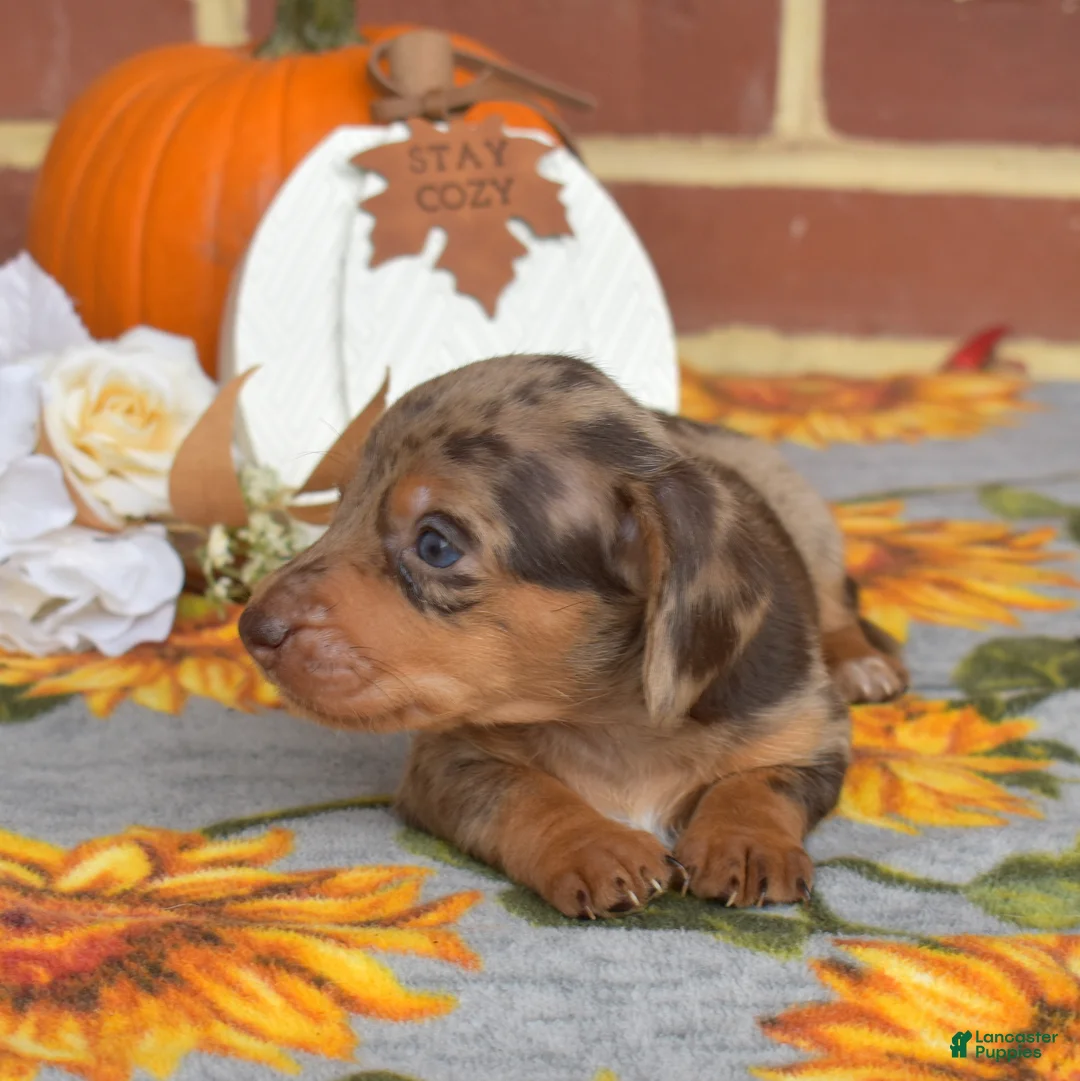 Miniature Dachshund dogs for sale: Godiva - Ad 6