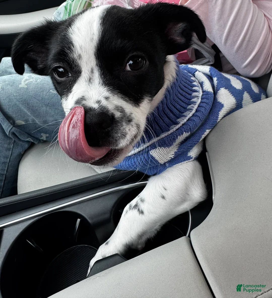 Mixed Breed dogs for sale: Mixed Breed Puppy 1 - Ad 1