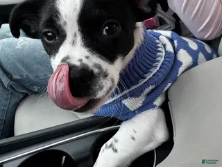 Mixed Breed dogs Mixed Breed Puppy 1 - Ad 42