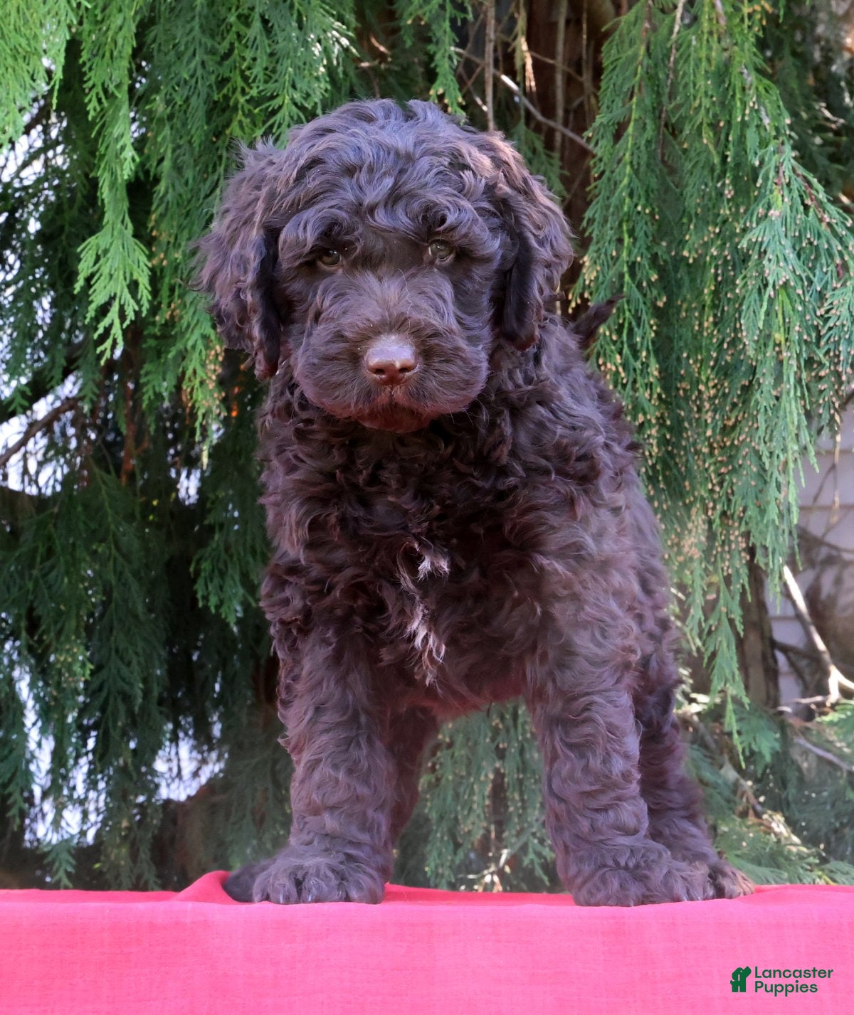 Newfypoo dogs Ford - Ad 2