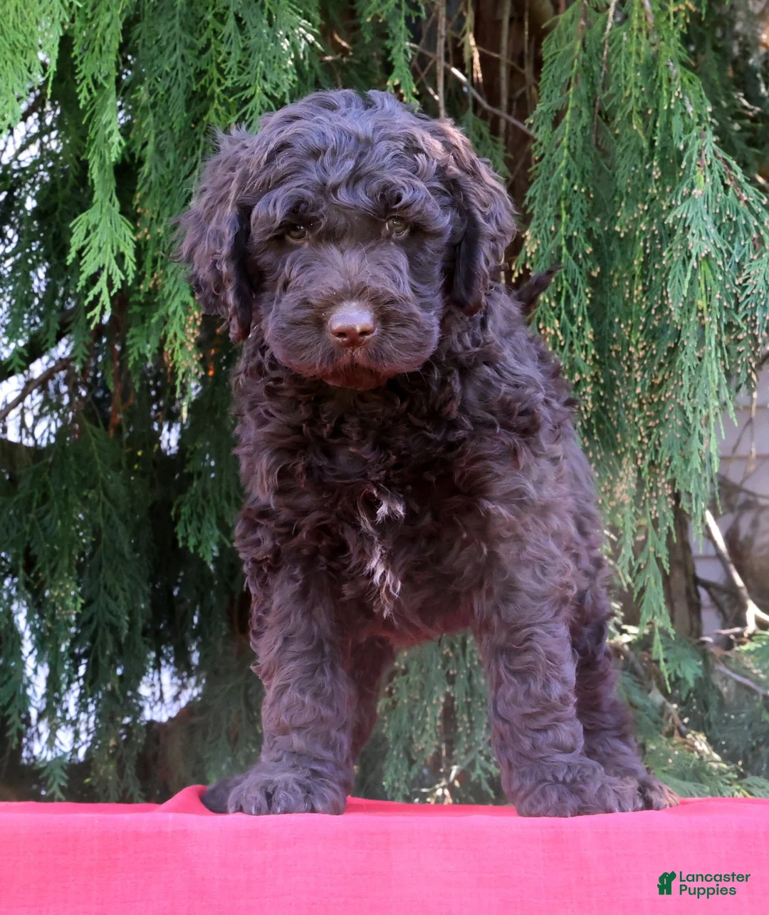 Newfypoo dogs for sale: Ford - Ad 2