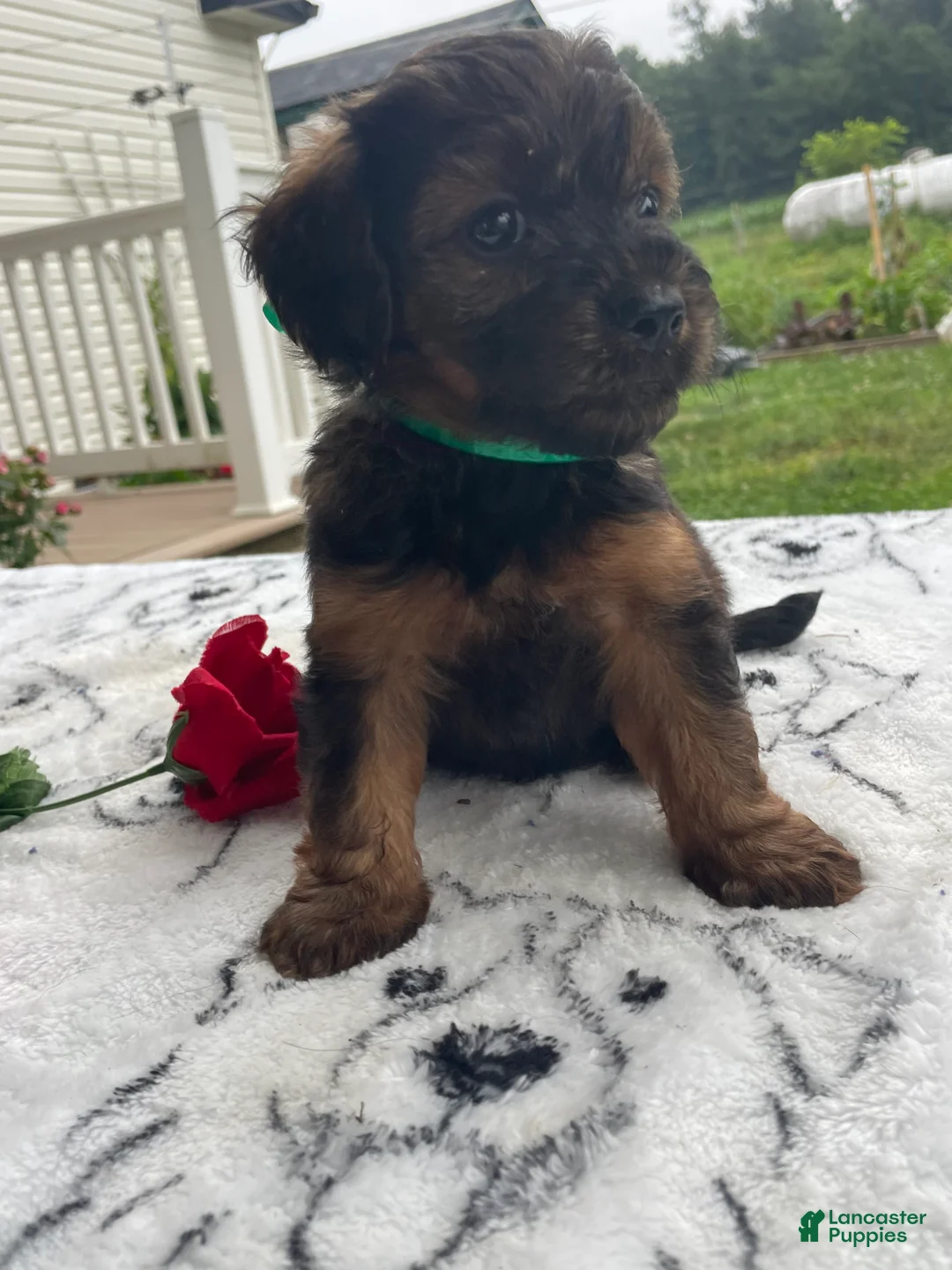 Yorkiepoo dogs for sale: Lucky - Ad 2