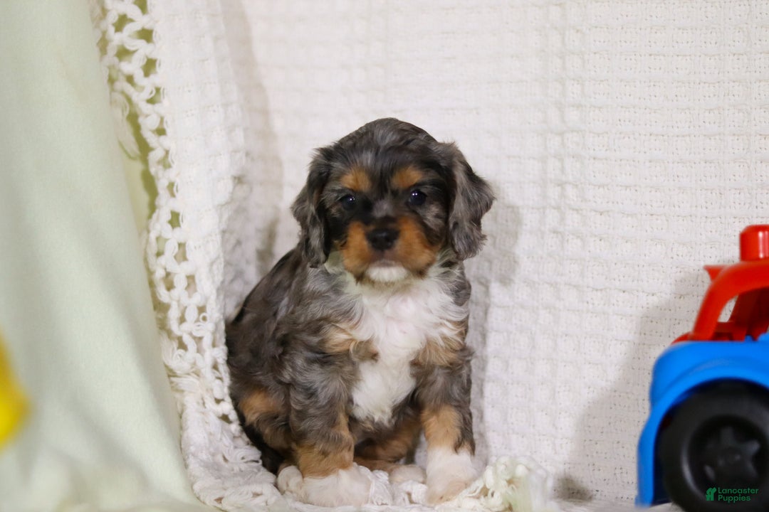 Cavapoo dogs for sale: Ajax - Ad 3