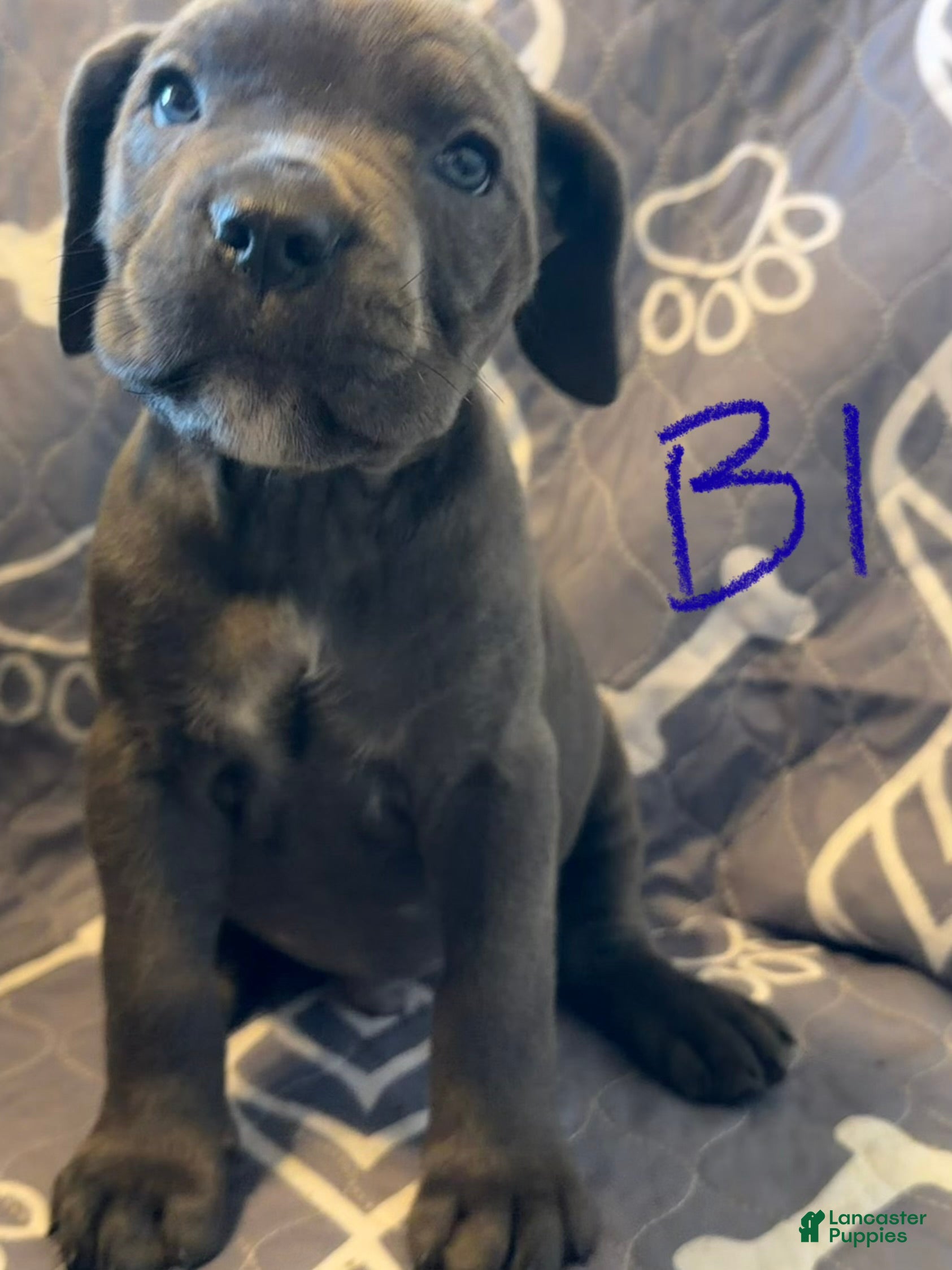 Cane Corso dogs B3 - Ad 37