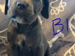 Cane Corso dogs B3 - Ad 37