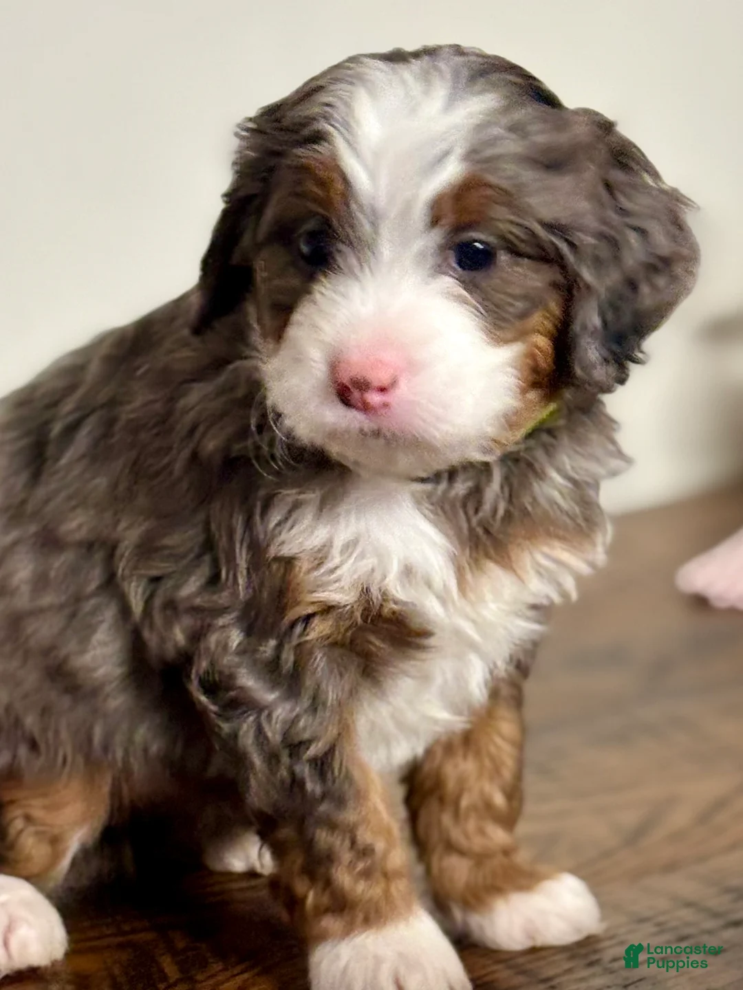 Mini Bernedoodle dogs for sale: Willow Mini Bernedoodle Puppy 4 - Ad 3