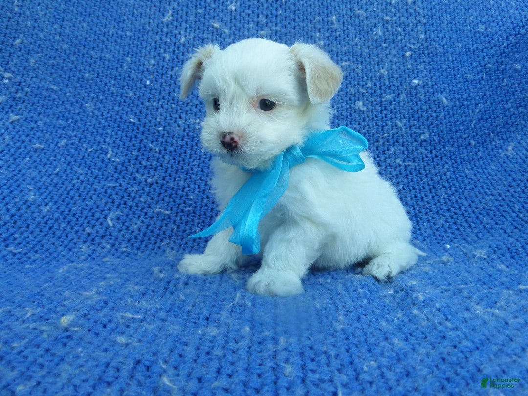 Malshi dogs for sale: Geo - Ad 1