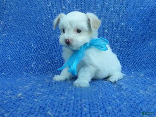 Malshi dogs Geo - Ad 16