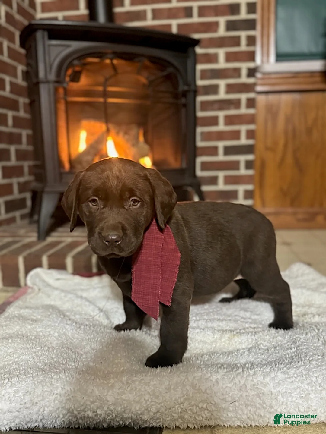 Labrador Retriever dogs for sale: Brett - Ad 1