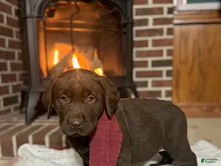 Labrador Retriever dogs Brett - Ad 11