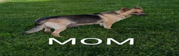 German Shepherd dogs for sale: Sky  - Ad 17