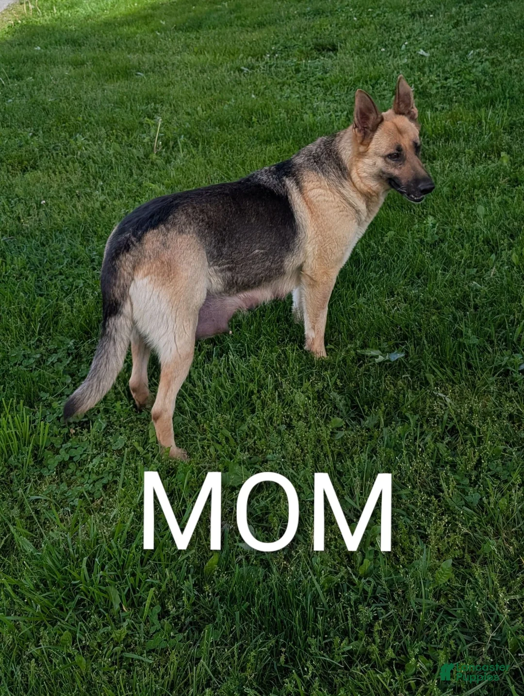 German Shepherd dogs for sale: Sky  - Ad 17