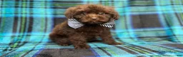 Shihpoo dogs for sale: Bentley - Ad 8