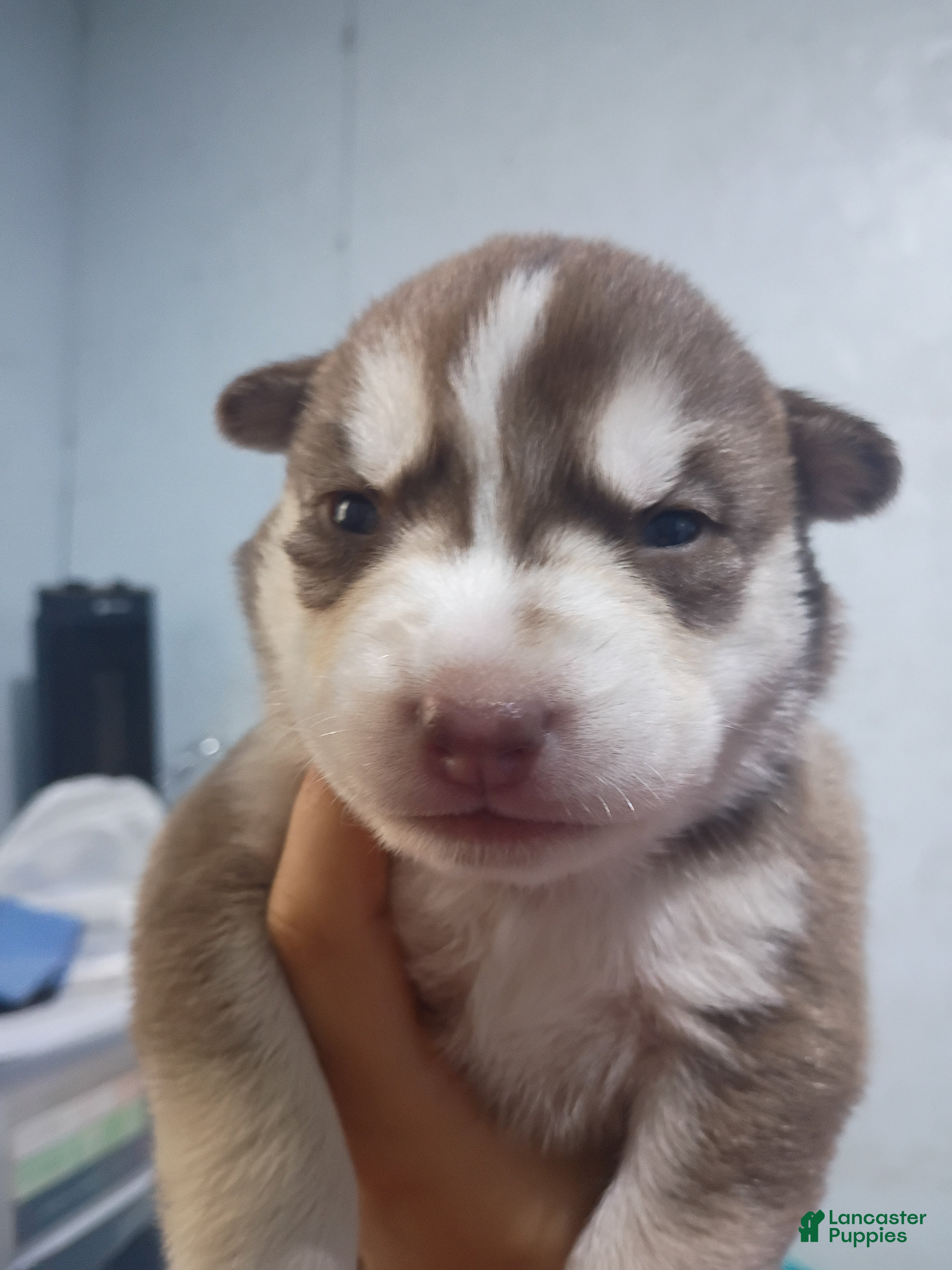 Siberian Husky dogs Light Green Collar 2nd Born - Temp Name Greene - Ad 2