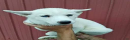 Siberian Husky dogs for sale: Darla - Ad 1