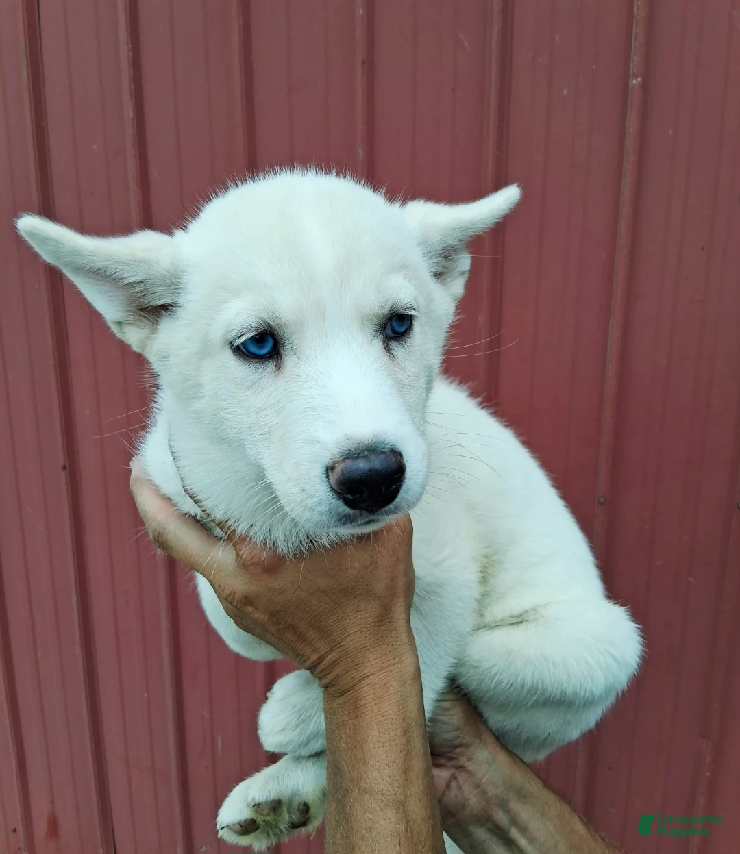 Siberian Husky dogs for sale: Darla - Ad 1