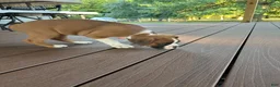 Boxer dogs for sale: Serena - Ad 4