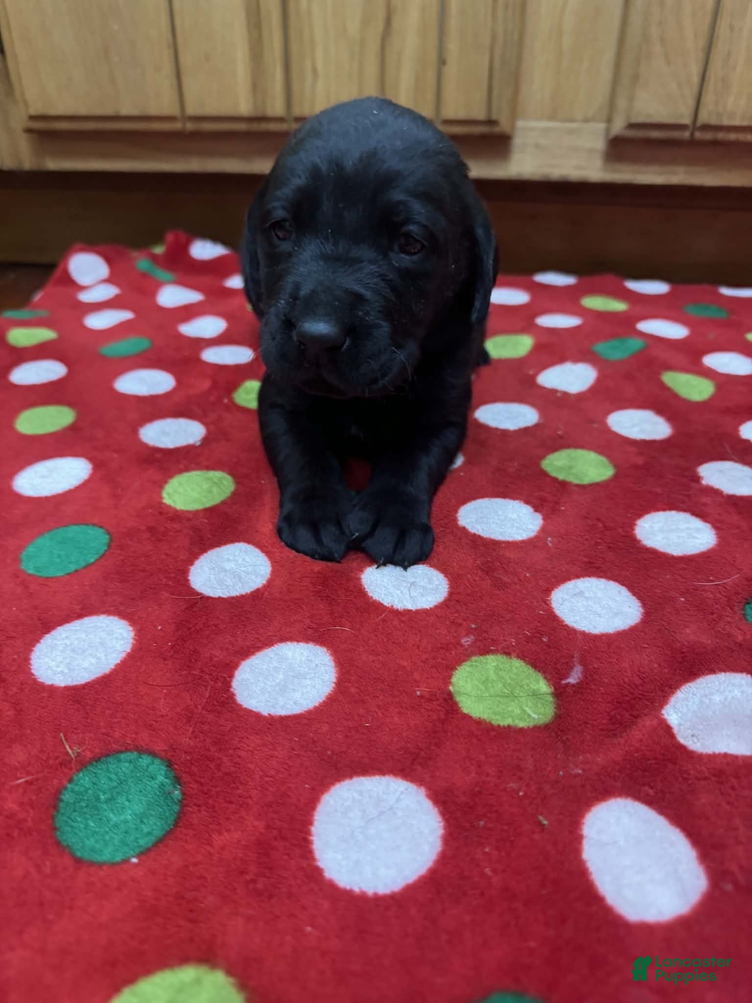 Labrador Retriever dogs Reed - Ad 25