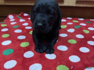 Labrador Retriever dogs Reed - Ad 34