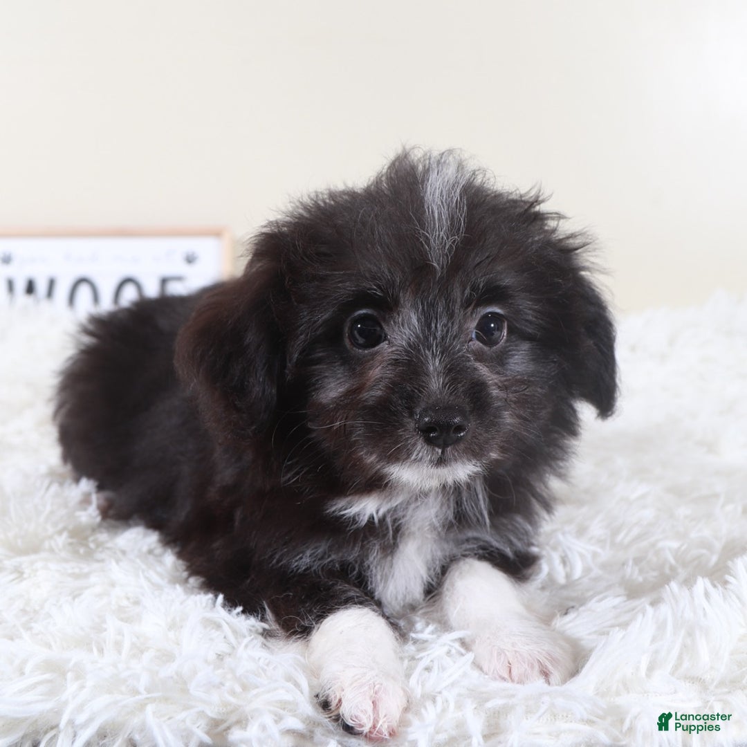 Mini Aussiedoodle dogs for sale: Mini Aussiedoodle Puppy Dolly - Ad 3