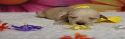 Schnoodle dogs for sale: Merlot  - Ad 2
