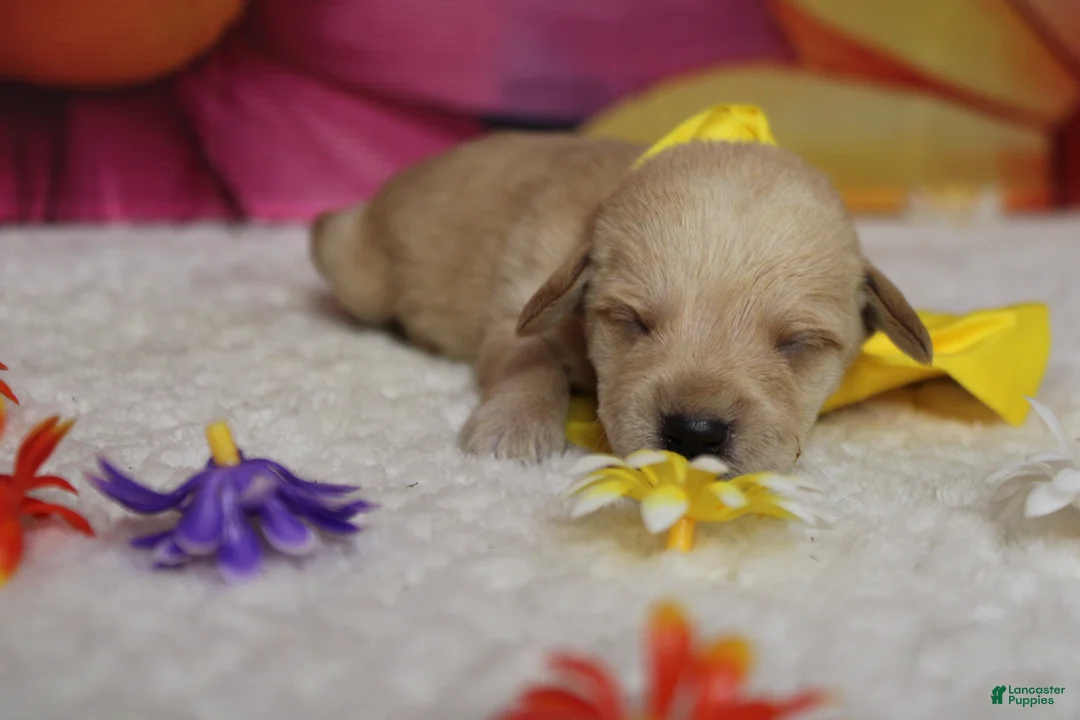Schnoodle dogs for sale: Merlot  - Ad 2