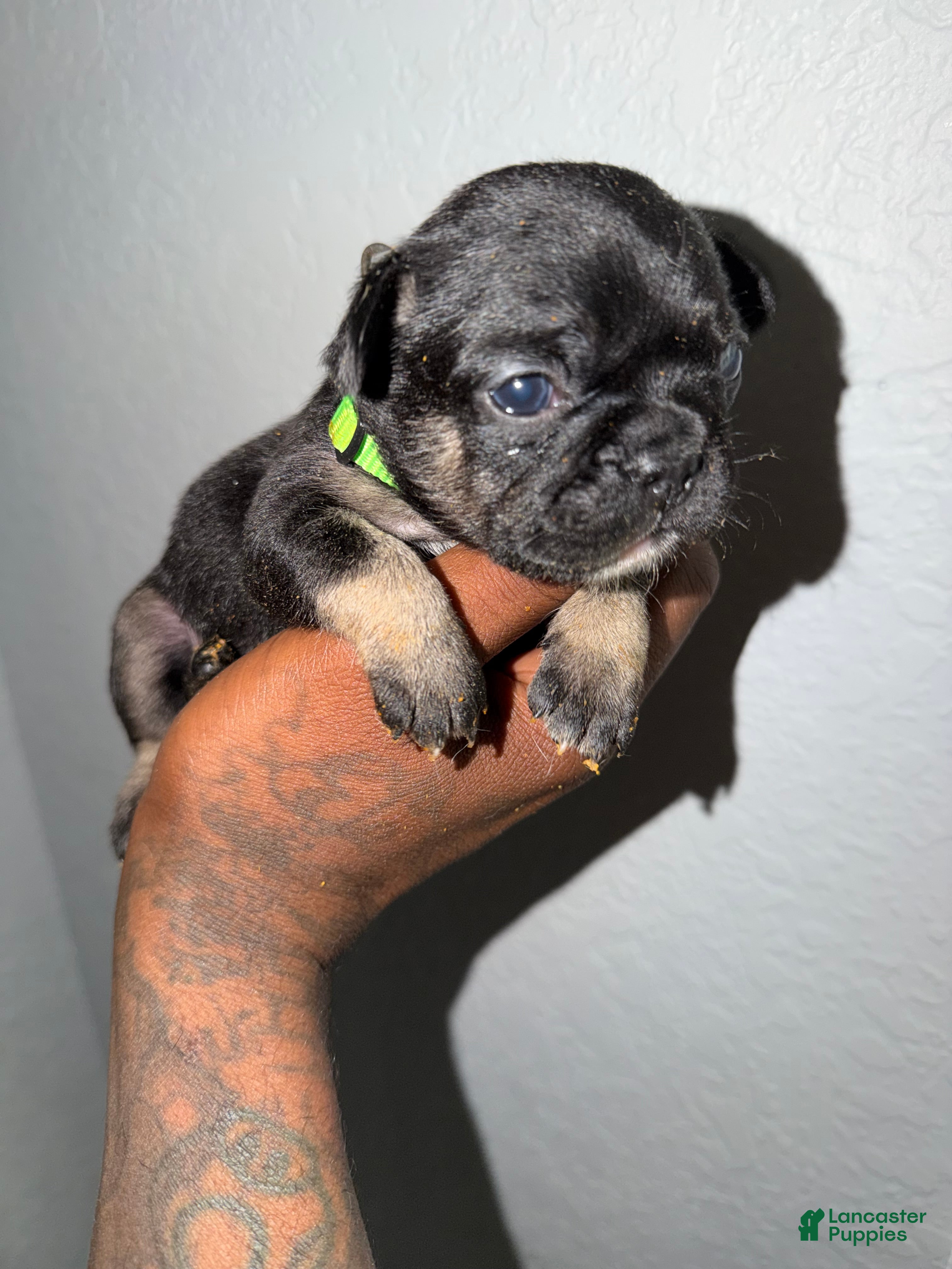 French Bulldog dogs French Bulldog 1 - Ad 1