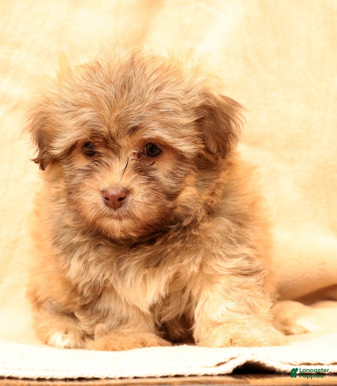 Havanese dogs for sale: Carmel - Ad 8