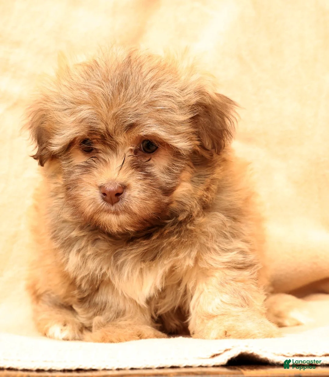 Havanese dogs for sale: Carmel - Ad 8