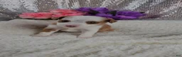 Mini Aussiedoodle dogs for sale: Soleil  - Ad 8