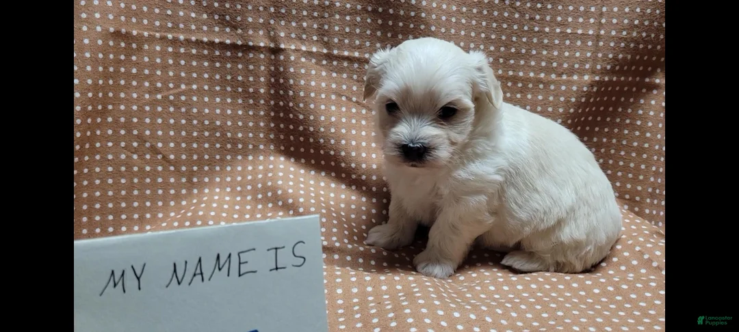 Maltipoo dogs for sale: Flint - Ad 1