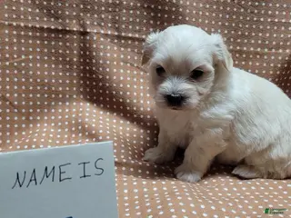 Maltipoo dogs Flint - Ad 8