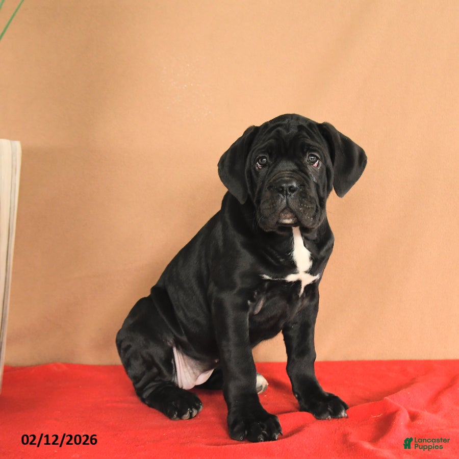 Cane Corso dogs Maggie - Ad 2