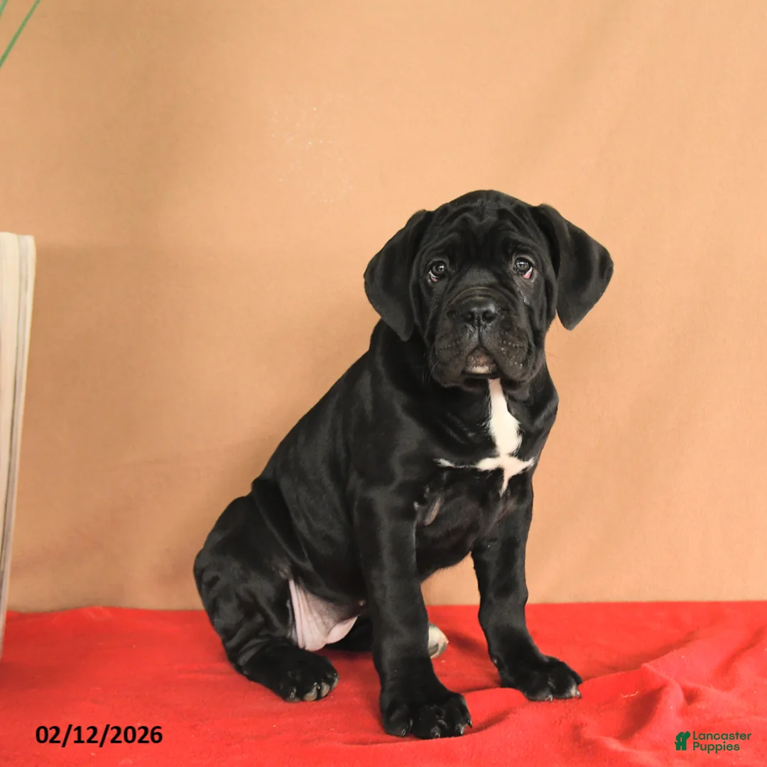 Cane Corso dogs for sale: Maggie - Ad 2