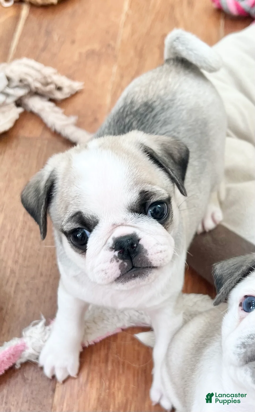 Pug dogs for sale: Pug Puppy 7 - Ad 2