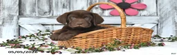 Labrador Retriever dogs for sale: Drew - Ad 3