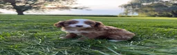 Cavapoo dogs for sale: Enzo - Ad 1