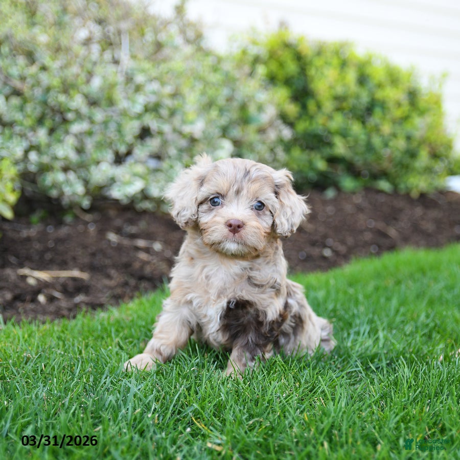 Cavapoo dogs for sale: Bloom - Ad 2