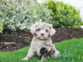 Cavapoo dogs for sale: Bloom - Ad 2