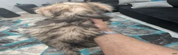 Mixed Breed dogs for sale: Teapea  - Ad 3