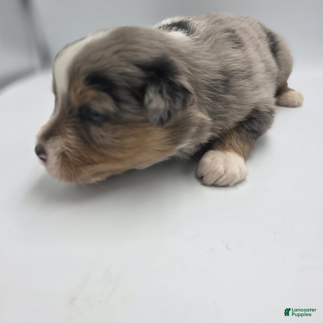 Australian Shepherd dogs for sale: Minnie - Ad 2