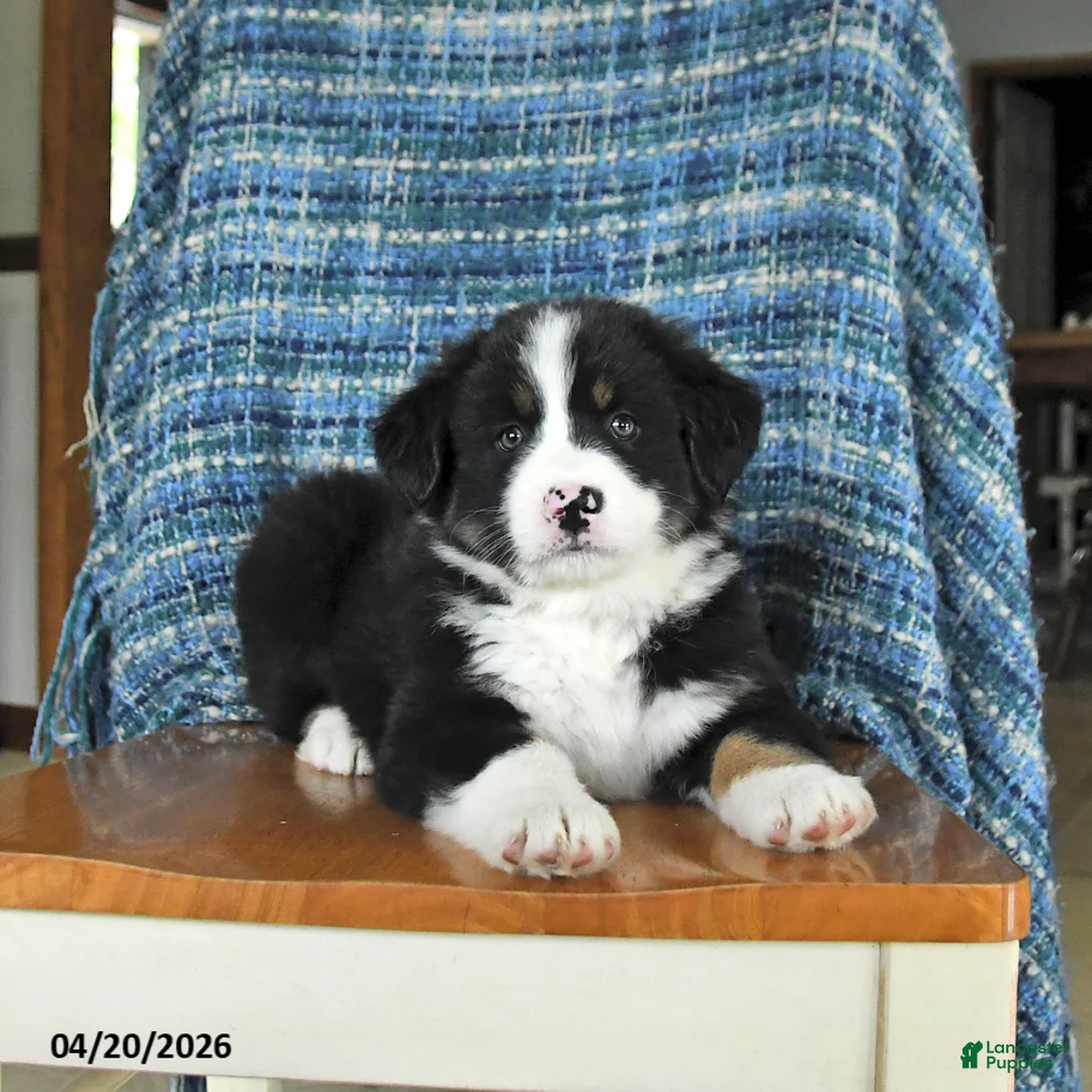 Mixed Breed dogs for sale: Buttercup - Ad 1