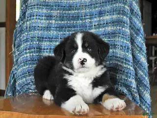 Mixed Breed dogs for sale: Buttercup - Ad 3