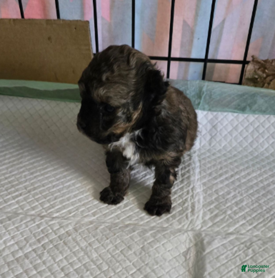 Standard Poodle dogs for sale: Tadpole - Ad 7