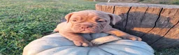 English Bulldog dogs for sale: Lily - Ad 3