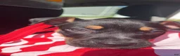 American Staffordshire Terrier dogs for sale: Ghost face - Ad 3