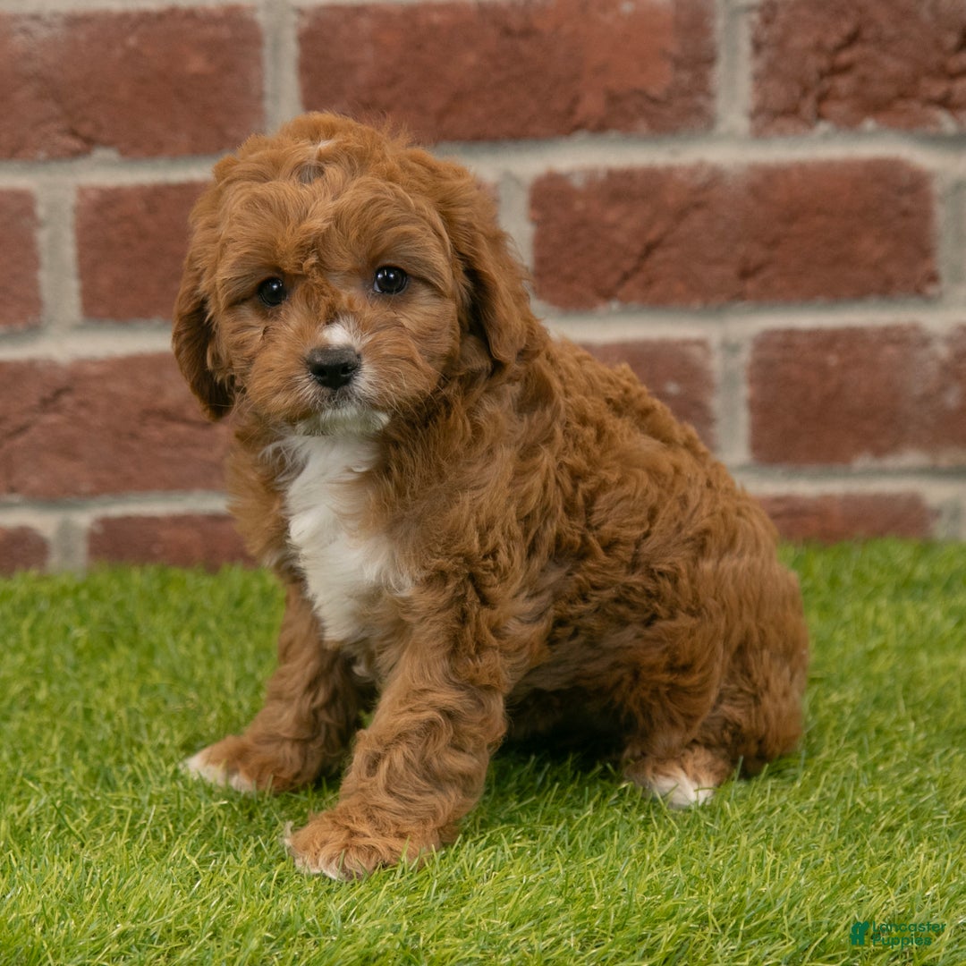 Cavapoo dogs for sale: Hailey - Ad 5