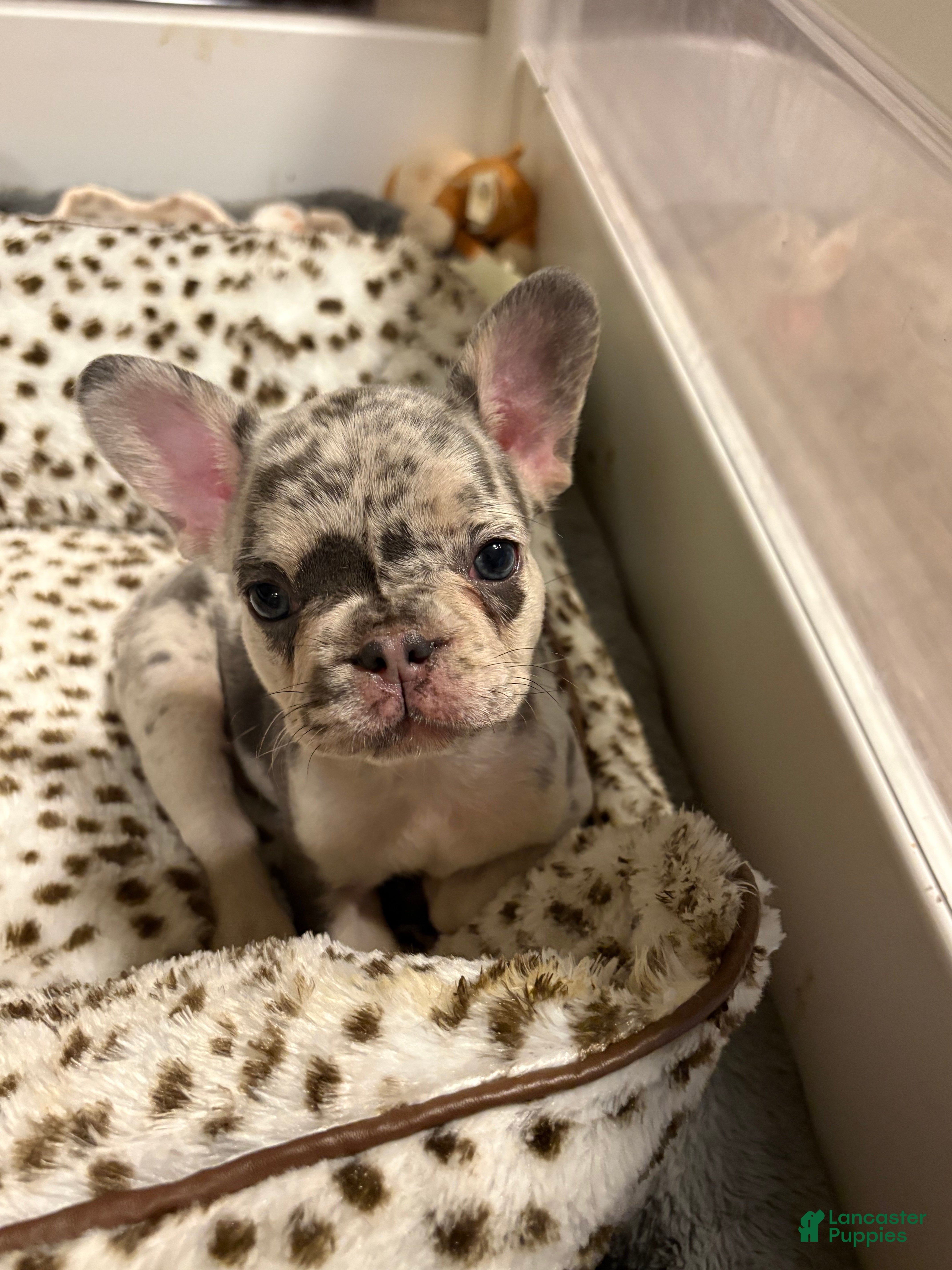 French Bulldog dogs French Bulldog 2 - Ad 1