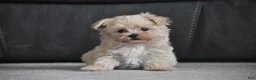 Maltipoo dogs for sale: Leo - Ad 3